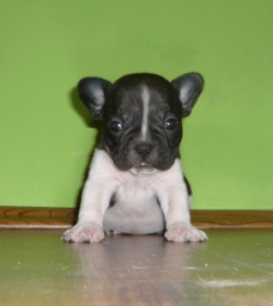 beautifullittlefrenchbulldogforsale